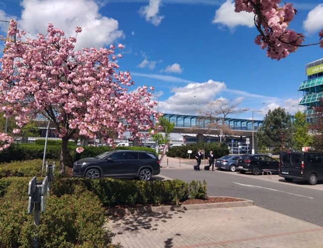 PRG Parking - Parking z widocznym kwitnącym drzewem i samochodami. Dwa auta stoją zaparkowane w słońcu. Apogeum wiosennego urozmaicenia.